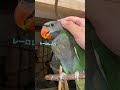 ただただかわいいオオダルマインコのジコたんをなでなで ダルマインコ インコのいる暮らし インコ インコ雛