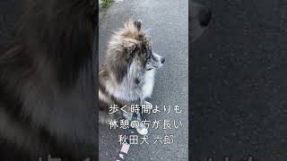 歩く時間より休憩の方が長い秋田犬 六郎#shorts