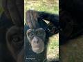 Baby Chimp.The Jerusalem Biblical Zoo Israel 2024 #zoo #animals #cute