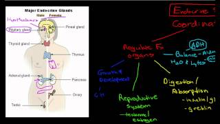 Introduction to the Endocrine System