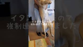 イタズラがバレて強制連行される犬🐶　A dog whose mischief is caught and forcibly taken 🐶