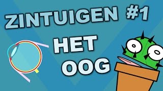 Onderdelen van het oog - Zintuigen #1 - Cactuss Biologie