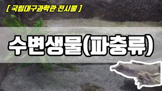 [방구석 과학관] 거북이와 자라의 차이점은? /국립대구과학관 전시물/수변생물-파충류