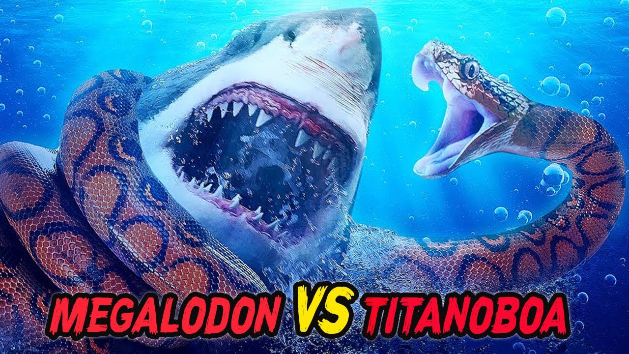 The Shark King Megalodon Vs Titanoboa Aquatic Tournam Vrogue Co The Shark King Megalodon Vs Titanoboa Aquatic Tournam Vrogue Co