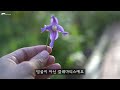 garden flowers of autumn garden healing film 7b