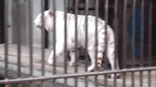 2015.12.23 宇都宮動物園☆ホワイトタイガーのアース【White tiger】_03