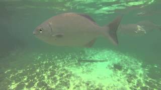 Snorkeling - Garrafon de Castilla - Ring Around The Rosy