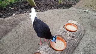 A male of Bulwer's wattled pheasant