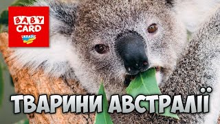 Двадцять тварин Австралії та їх голоси. Дітям про тварин Австралії.