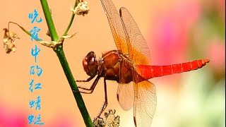 晚霞中的红蜻蜓  A Red Dragonfly Bathed in Sunset Glow