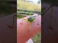 before and after animals growing up. #short #shorts #tiktok #animals #cute #ytshots