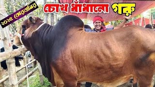 সবচেয়ে বড় গরু।  আজকের হাঁটের রাজা ২০২৫ #মোটা_গরু