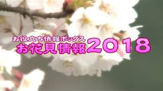 お花見情報2018