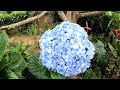 පොකුරු ගණනයට අයත් නිල් පාට මල් පොකුරක් clusters of blue flowers belonging to the cluster count