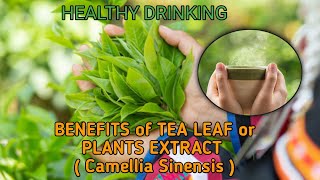 Many Benefits of TEA LEAF or Plants ( Camellia Sinensis )