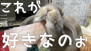 うさぎさんのアゴすりが止まりません…大好きすぎるモノへのホーランドロップの反応