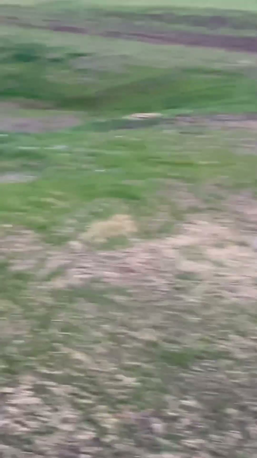 Deer Youtube