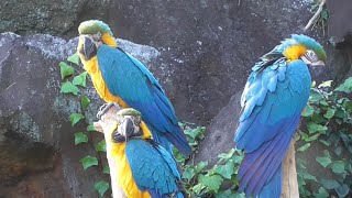 伊豆シャボテン公園の鳥たち　【静岡県伊東市】