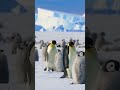 Penguins (order Sphenisciformes /sfɪˈnɪsɪfɔːrmiːz/, family Spheniscidae /sfɪˈnɪsɪdiː/)