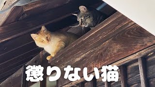 自分で登ったのに怖くて降りられない猫