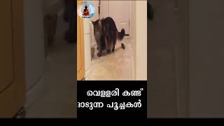 Why Are Cats Are So Afraid of Cucumbers? Malayalam, വെള്ളരി കണ്ട് ഓടുന്ന പൂച്ചകൾ, എന്തുകൊണ്ട്? Aeka