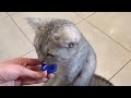 cat eat yogurt 🥤– can i give yogurt to my cat