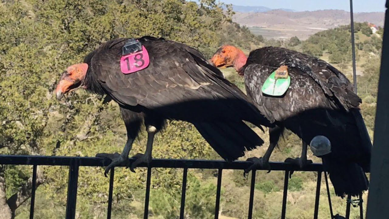 Endangered Condors Trash Woman’s Home - YouTube