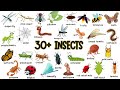 Learn Insect Names for Kids in English |🐞🐜🕷️ 30+ Insects Names for Children Learning | Kids Stuffz