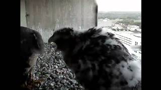 2012 Topeka Falcon Cam-June 8, 2012 @ 0707 hrs EST.