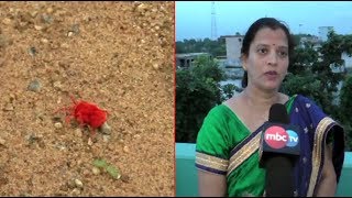 Poet Excited About Sadhaba Bohu Insect In Boudh District