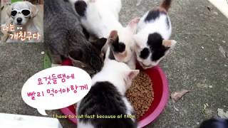 어미와 새끼 길고양이들의 소중한 한끼 식사모습The precious meal of a mother cat and a kitten#새끼길고양이