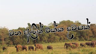 අලිත් එක්ක දවසක්