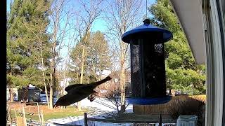 2025/1/28 裏庭の野鳥定点観測