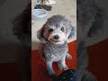 Look this Cutie Puppy very Smart watch This  #shortvideo