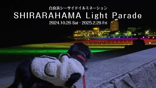 白浜シーサイドイルミネーション☆SHIRARAHAMA Light Parade☆【ミニチュアダックスフンド】