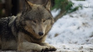 のんびり過ごすオオカミたち~Wolf Pack