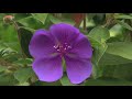 how to grow tibouchina the princess flower or the glory flower