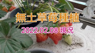 水耕草莓定植現況 2022.02.08