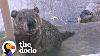 Groundhog Brings His Son To Visit His Human Best Friend  | The Dodo Wild Hearts