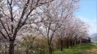 和気の桜と坂越の桜