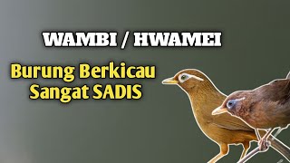 Mengenal Lebih Dekat Burung Wambi Atau Hwamei