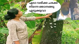 മഴ കണ്ടുകൊണ്ടു അടിപൊളി ചക്ക വേവിച്ചതും ചിക്കൻ കറിയും||Jackfruit with chicken curry||Evergreen dish