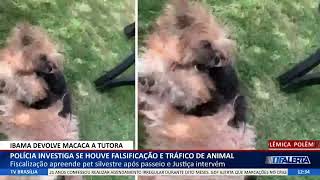 DF ALERTA - Polícia investiga se houve falsificação e tráfico de animal