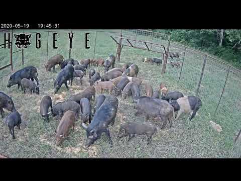 48 Hogs In The Trap Youtube