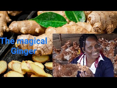 Is ginger good for laying birds?