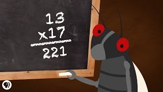 Why Are Cicadas So Good At Math?