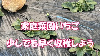 【家庭菜園いちご】少しでも早くイチゴを採るために！2月のいちごのお世話