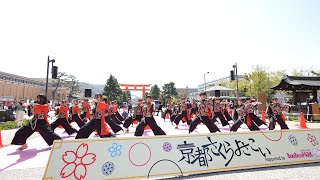 早稲田大学 下駄っぱーず 📍京都さくらよさこい (神宮道南会場) 2023-04-01T11:21