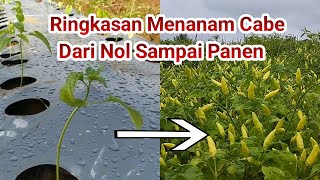 Highlight Menanam Cabe Dari Olah Lahan Sampai Panen Dan berusia 10 Bulan..!!!