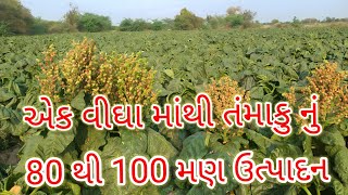 એક વિઘા માથી 80થી 100 મણ તંમાકુ નુ ઉત્પાદન ખેતી વીશે જાણો